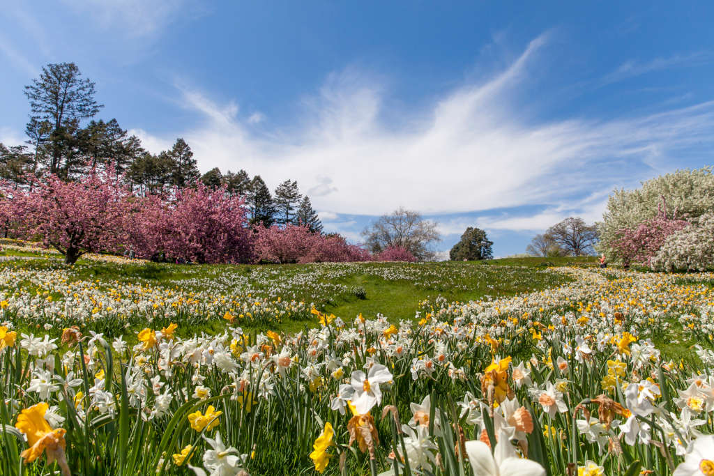 This image offers a visual reminder of the source behind many beloved floral scents used in essential oils and room fragrances. A lush spring field in bloom evokes the freshness and energy of the season.