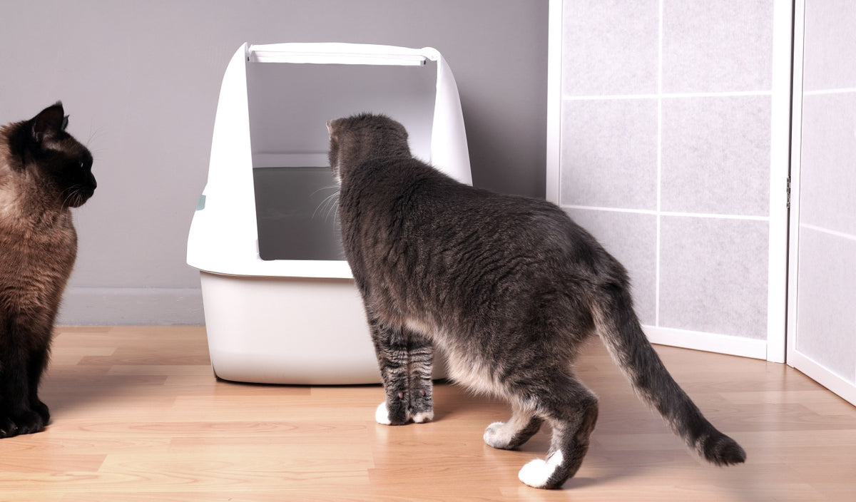 Two cats near a covered litter box in a clean indoor setting, highlighting odor control for pet areas.